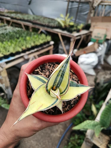 Sansevieria (23).webp