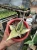 Sansevieria (23).webp