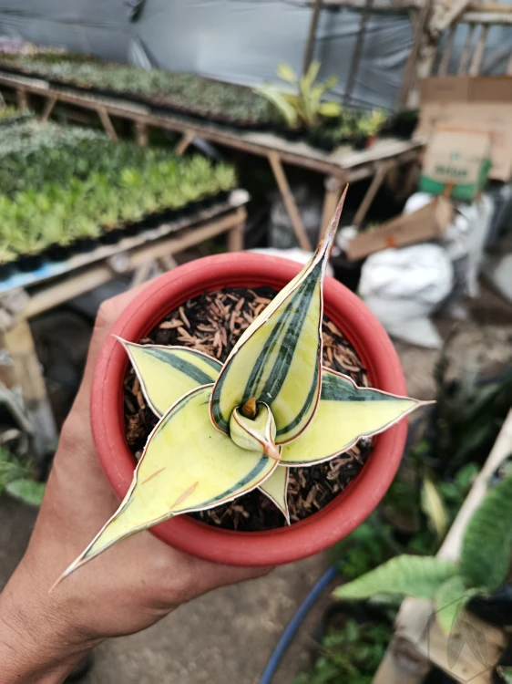 Sansevieria (23).webp