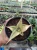 Sansevieria (24).webp