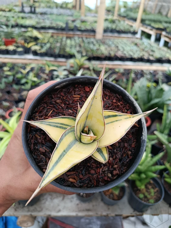 Sansevieria (24).webp