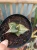 Sansevieria (25).webp