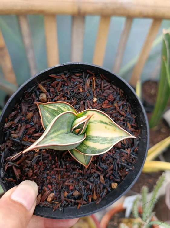Sansevieria (25).webp