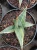 Sansevieria (26).webp