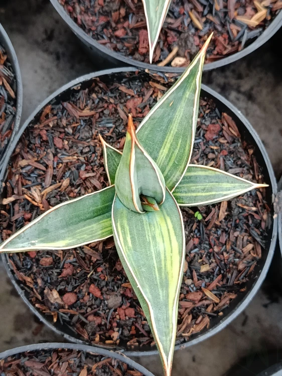 Sansevieria (26).webp