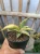 Sansevieria (27).webp