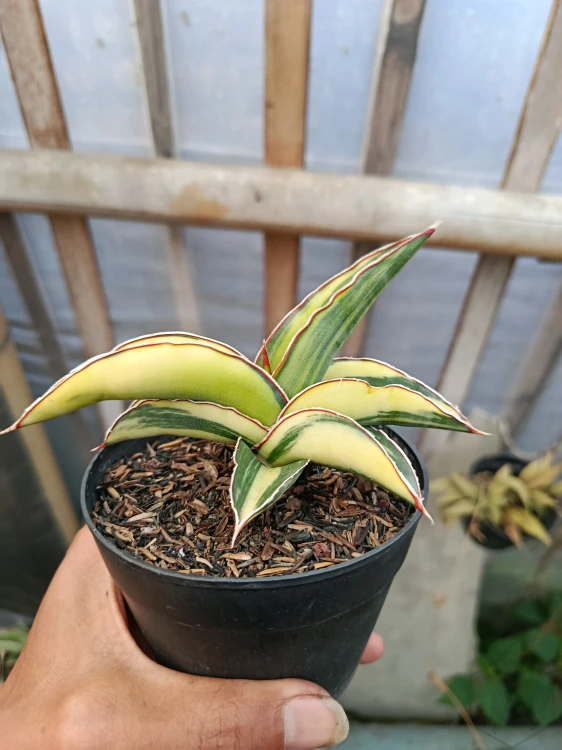 Sansevieria (27).webp