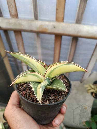 Sansevieria (28).webp