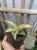 Sansevieria (28).webp