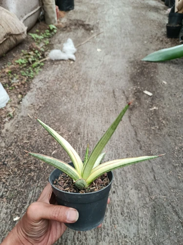 Sansevieria (29).webp