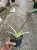 Sansevieria (29).webp
