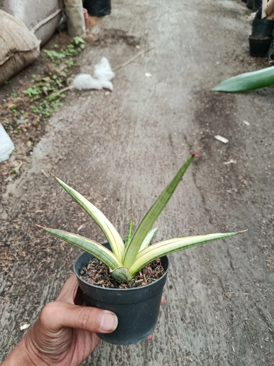 Sansevieria (29).webp