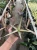 Sansevieria (31).webp