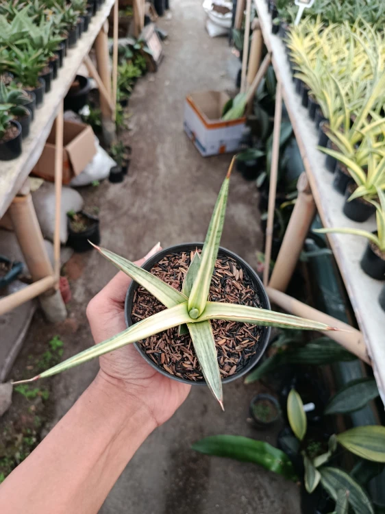 Sansevieria (31).webp