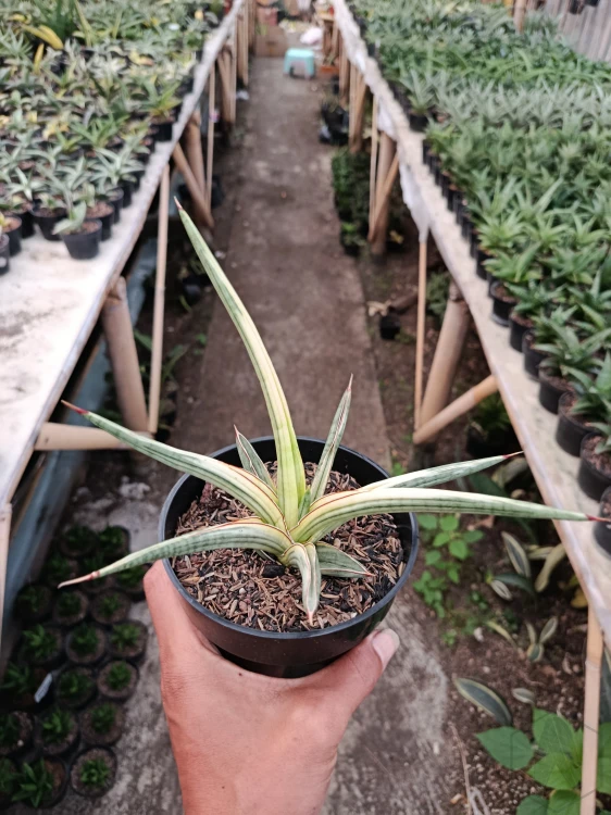 Sansevieria (30).webp