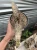 Sansevieria (32).webp