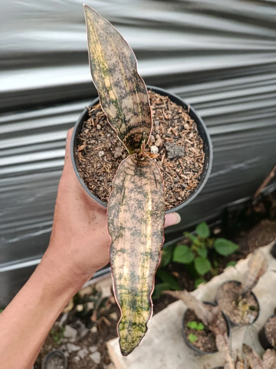 Sansevieria (32).webp