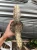 Sansevieria (33).webp