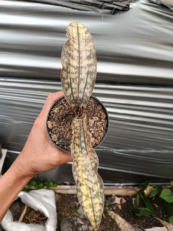 Sansevieria (33).webp