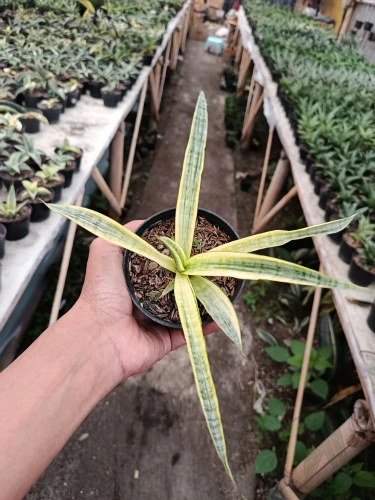 Sansevieria (34).webp