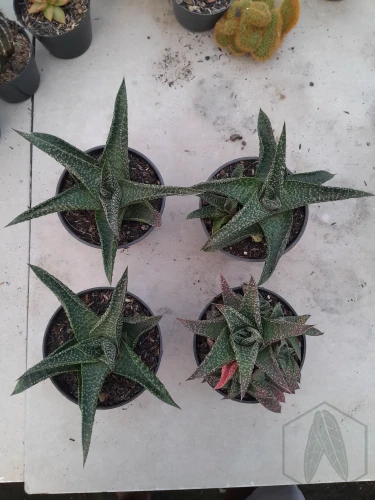 Gasteraloe (3).webp