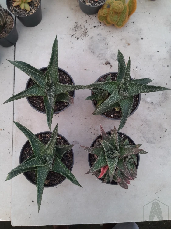 Gasteraloe (3).webp