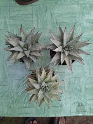Gasteraloe (4).webp