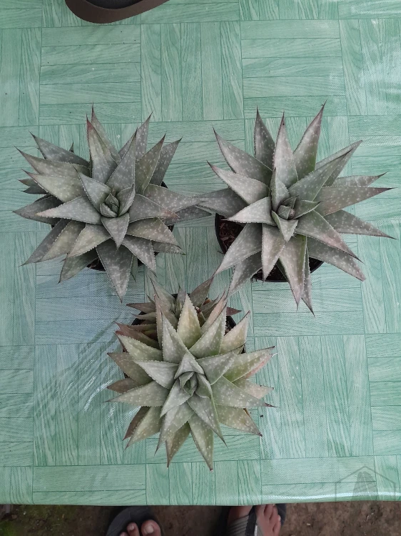 Gasteraloe (4).webp