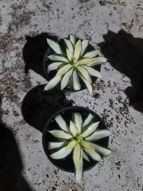 Agave (13).webp