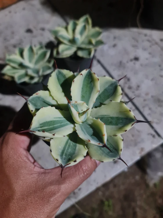 Agave (14).webp