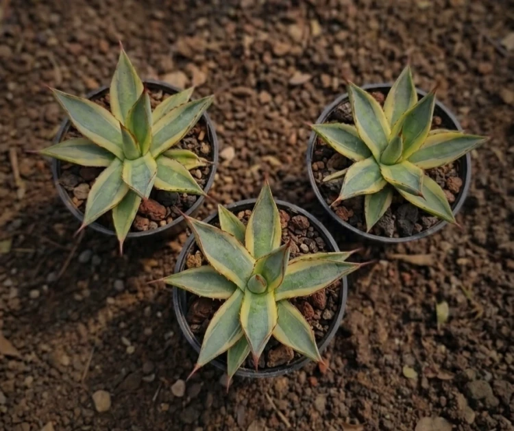 Agave (15).webp