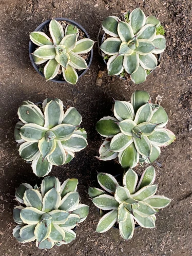 Agave (16).webp