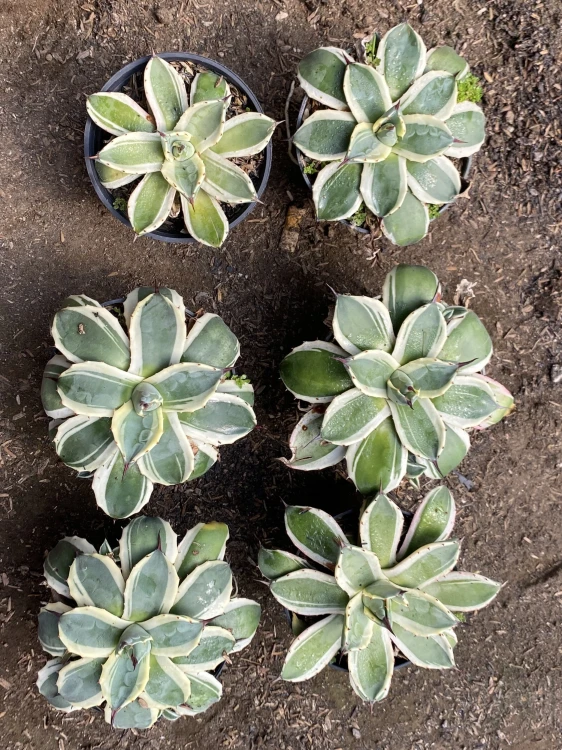 Agave (16).webp