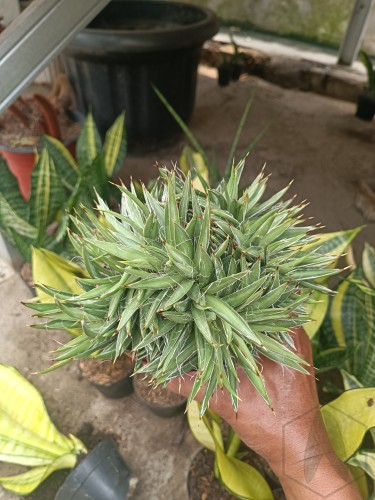 Agave filifera cristata.jpg