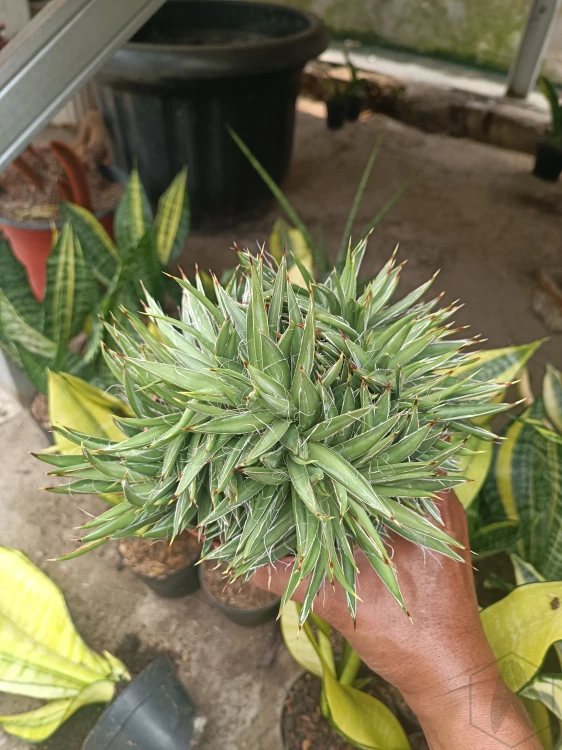 Agave filifera cristata.jpg