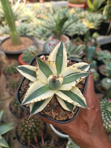 Agave (17).webp
