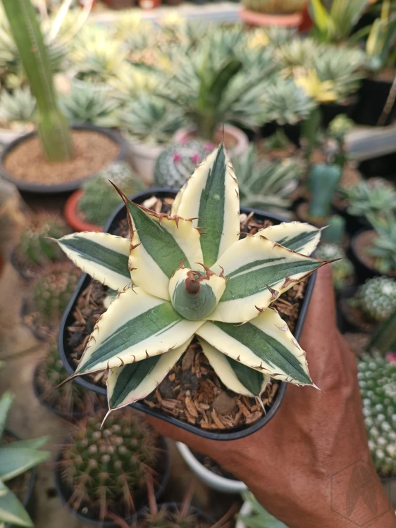 Agave (17).webp