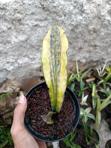 Sansevieria (35).webp