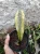 Sansevieria (35).webp