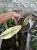 Sansevieria (36).webp