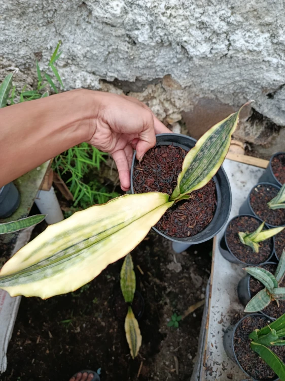 Sansevieria (36).webp