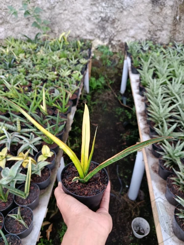 Sansevieria (37).webp