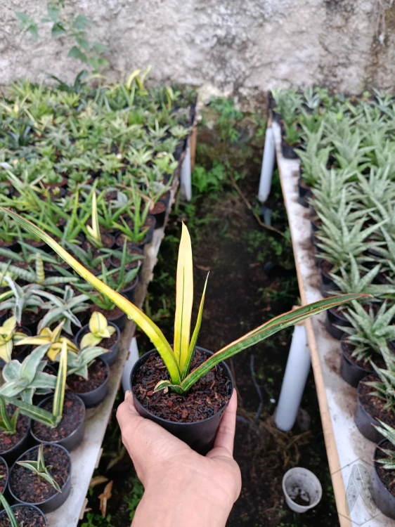 Sansevieria (37).webp