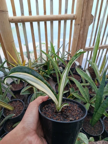 Sansevieria (38).webp