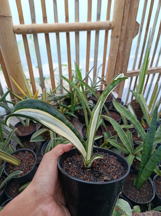 Sansevieria (38).webp
