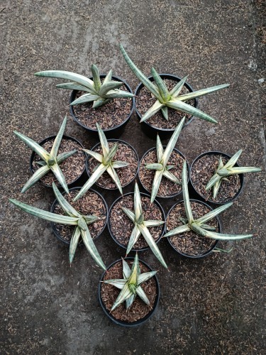 Sansevieria blue clone white variegated.jpg