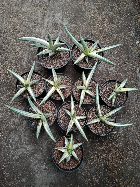 Sansevieria blue clone white variegated.jpg