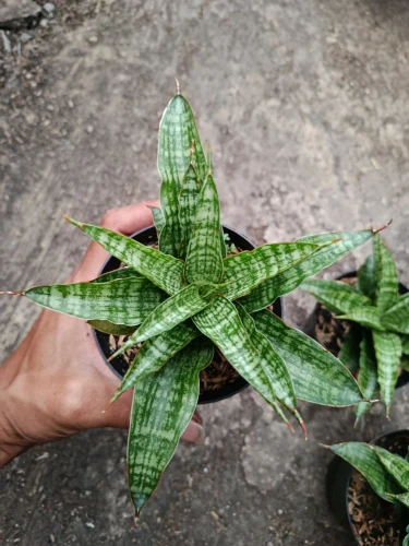 Sansevieria (40).webp