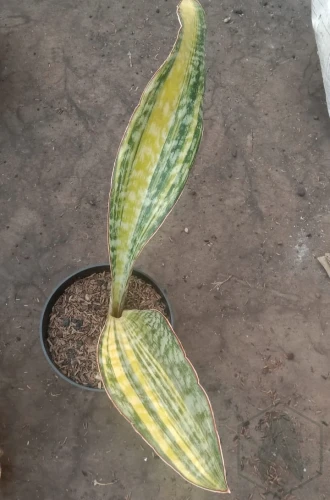 Sansevieria (41).webp