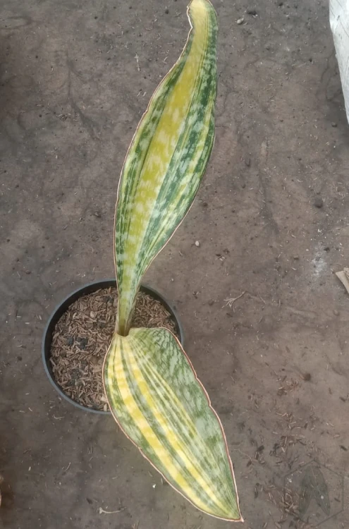 Sansevieria (41).webp